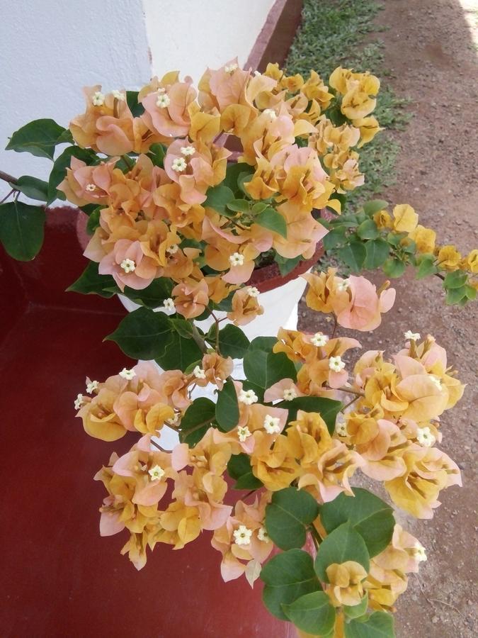 Bentota Orchid House住宿加早餐旅馆 外观 照片