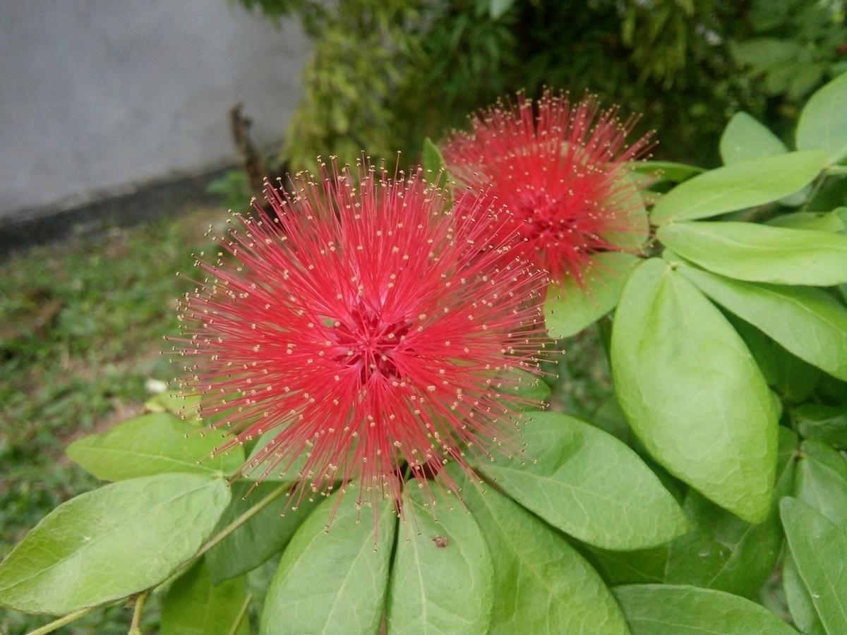 Bentota Orchid House住宿加早餐旅馆 外观 照片