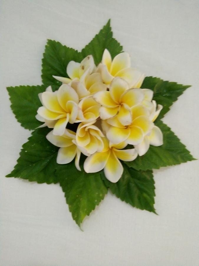 Bentota Orchid House住宿加早餐旅馆 外观 照片